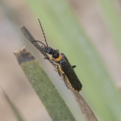 Chauliognathus lugubris (Plague Soldier Beetle) at Mount Clear, ACT - 5 Dec 2021 by AlisonMilton