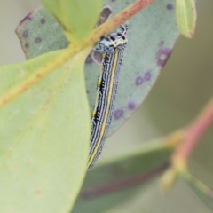 Chlenias banksiaria group at Yaouk, NSW - 5 Dec 2021