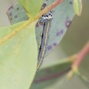 Chlenias banksiaria group at Yaouk, NSW - 5 Dec 2021