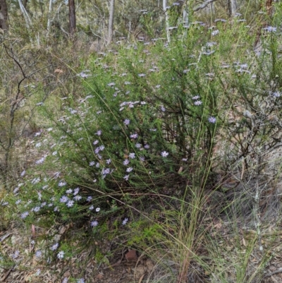 Olearia tenuifolia (Narrow-leaved Daisybush) at Michelago, NSW - 7 Dec 2021 by mainsprite