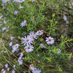 Olearia tenuifolia at Michelago, NSW - 7 Dec 2021