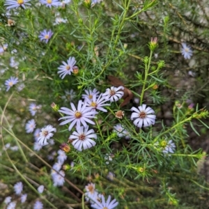 Olearia tenuifolia at Michelago, NSW - 7 Dec 2021