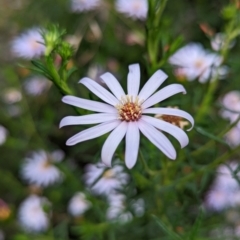 Olearia tenuifolia at Michelago, NSW - 7 Dec 2021