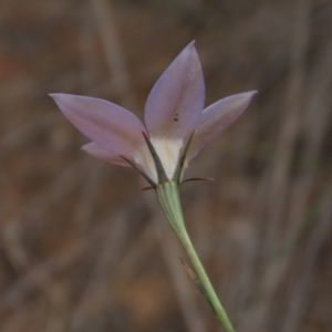 Wahlenbergia luteola at Monash, ACT - 3 Nov 2021