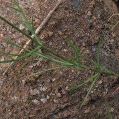 Wahlenbergia luteola at Monash, ACT - 3 Nov 2021