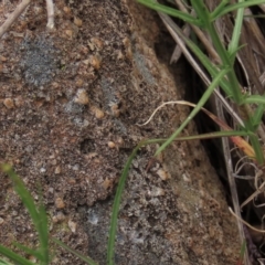 Wahlenbergia luteola at Monash, ACT - 3 Nov 2021