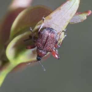 Euops sp. (genus) at Yaouk, NSW - 5 Dec 2021