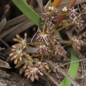 Lomandra multiflora at Monash, ACT - 3 Nov 2021 04:13 PM