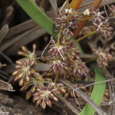 Lomandra multiflora (Many-flowered Matrush) at Tuggeranong Creek to Monash Grassland - 3 Nov 2021 by AndyRoo
