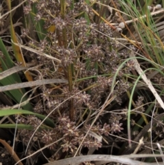 Lomandra multiflora at Monash, ACT - 3 Nov 2021 04:13 PM