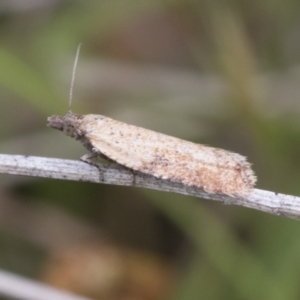 Tortricinae (subfamily) at Yaouk, NSW - 5 Dec 2021