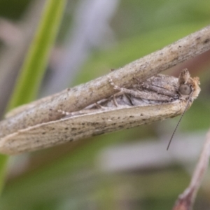 Tortricinae (subfamily) at Yaouk, NSW - 5 Dec 2021