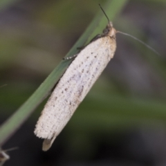 Tortricinae (subfamily) at Yaouk, NSW - 5 Dec 2021