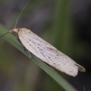 Tortricinae (subfamily) at Yaouk, NSW - 5 Dec 2021