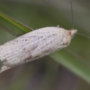 Tortricinae (subfamily) at Yaouk, NSW - 5 Dec 2021