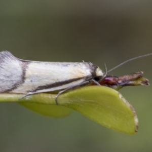 Philobota undescribed species near arabella at Yaouk, NSW - 5 Dec 2021