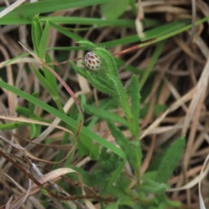 Leptorhynchos squamatus subsp. squamatus at Monash, ACT - 3 Nov 2021 05:05 PM