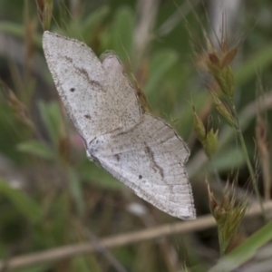 Taxeotis (genus) at Yaouk, NSW - 5 Dec 2021