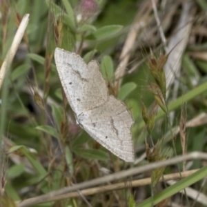 Taxeotis (genus) at Yaouk, NSW - 5 Dec 2021