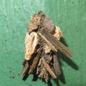 Psychidae (family) IMMATURE at Flynn, ACT - 7 Dec 2021