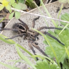 Tasmanicosa sp. (genus) (Unidentified Tasmanicosa wolf spider) at Yaouk, NSW - 5 Dec 2021 by AlisonMilton