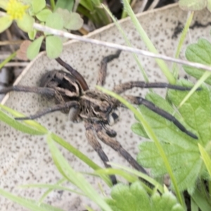 Tasmanicosa sp. (genus) at Yaouk, NSW - 5 Dec 2021