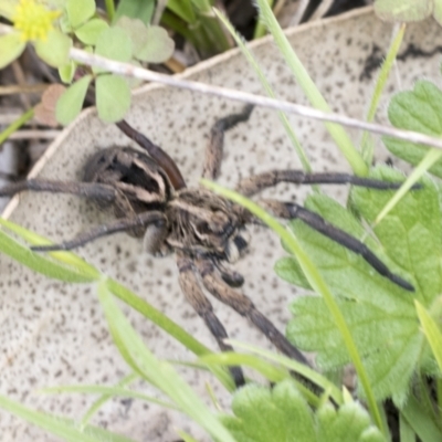 Tasmanicosa sp. (genus) (Tasmanicosa wolf spider) at Yaouk, NSW - 5 Dec 2021 by AlisonMilton