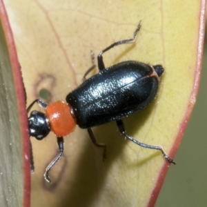 Malachiinae (subfamily) at Yaouk, NSW - 5 Dec 2021 11:25 AM