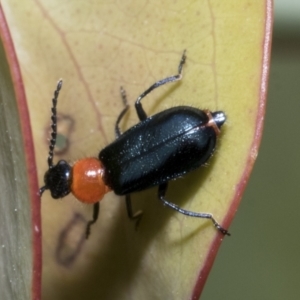 Malachiinae (subfamily) at Yaouk, NSW - 5 Dec 2021