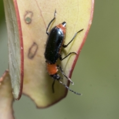 Malachiinae (subfamily) at Yaouk, NSW - 5 Dec 2021 11:25 AM