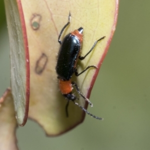 Malachiinae (subfamily) at Yaouk, NSW - 5 Dec 2021 11:25 AM