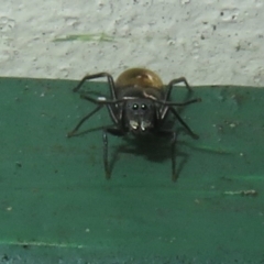 Myrmarachne luctuosa (Polyrachis Ant Mimic Spider) at Flynn, ACT - 7 Dec 2021 by Christine