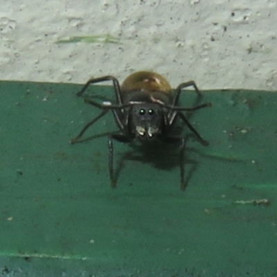 Myrmarachne luctuosa (Polyrachis Ant Mimic Spider) at Flynn, ACT - 7 Dec 2021 by Christine