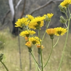 Crepis capillaris (Smooth Hawksbeard) at Booth, ACT - 6 Dec 2021 by JaneR