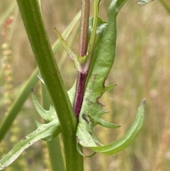 Crepis capillaris at Booth, ACT - 6 Dec 2021