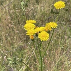 Crepis capillaris at Booth, ACT - 6 Dec 2021