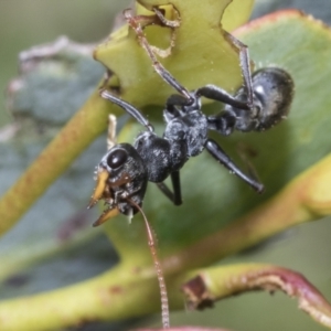 Myrmecia sp., pilosula-group at Yaouk, NSW - 5 Dec 2021