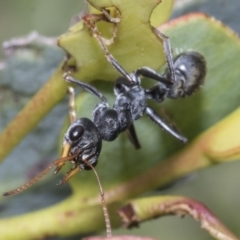 Myrmecia sp., pilosula-group at Yaouk, NSW - 5 Dec 2021