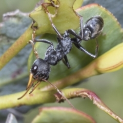 Myrmecia sp., pilosula-group at Yaouk, NSW - 5 Dec 2021