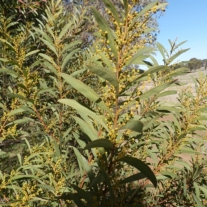 Acacia rubida at Dunlop, ACT - 30 Jul 2021