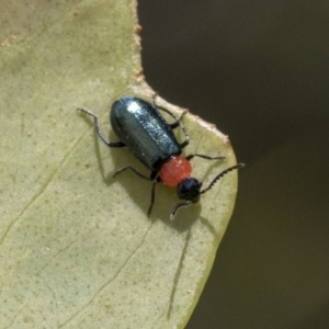 Malachiinae (subfamily) at Yaouk, NSW - 5 Dec 2021