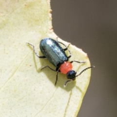 Malachiinae (subfamily) at Yaouk, NSW - 5 Dec 2021