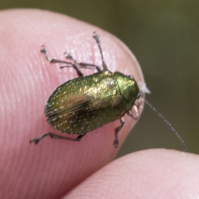 Edusella sp. (genus) (A leaf beetle) at Yaouk, NSW - 5 Dec 2021 by AlisonMilton