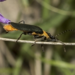 Chauliognathus lugubris at Yaouk, NSW - 5 Dec 2021 11:36 AM