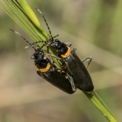 Chauliognathus lugubris at Yaouk, NSW - 5 Dec 2021