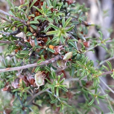 Pultenaea largiflorens (Twiggy Bush-pea) at Fentons Creek, VIC - 4 Dec 2021 by KL