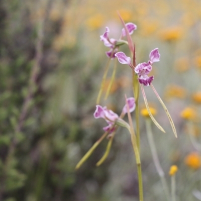 Diuris dendrobioides (Late Mauve Doubletail) at Tuggeranong Hill - 8 Dec 2021 by jamesjonklaas