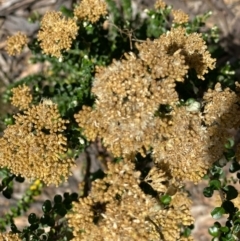 Ozothamnus obcordatus (Grey Everlasting) at Fentons Creek, VIC - 4 Dec 2021 by KL