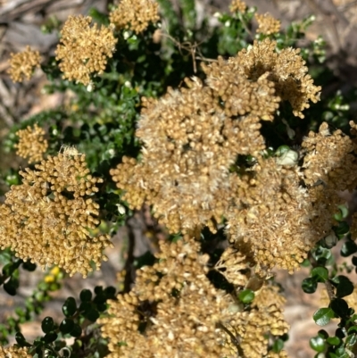 Ozothamnus obcordatus (Grey Everlasting) at Fentons Creek, VIC - 4 Dec 2021 by KL