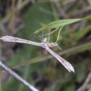 Platyptilia celidotus at Yaouk, NSW - 5 Dec 2021